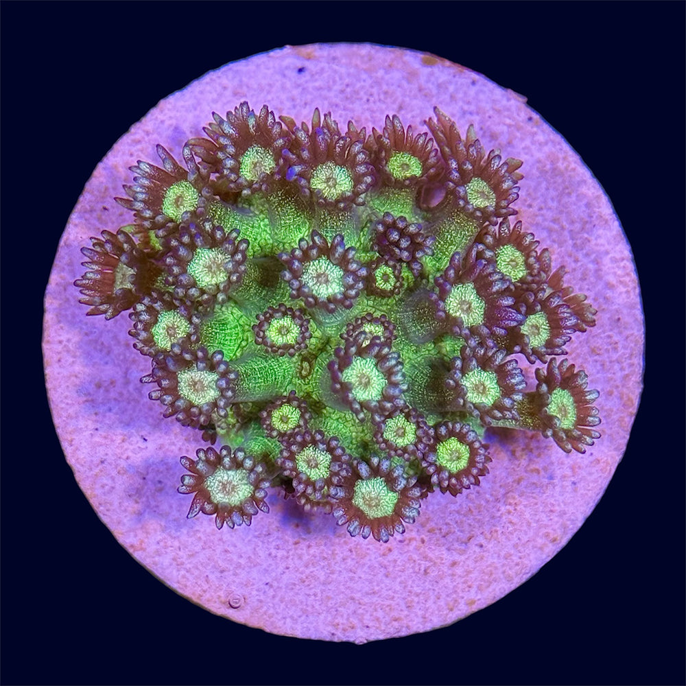 Glitter Bomb Goniopora - B27