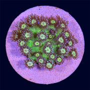 Glitter Bomb Goniopora - B27