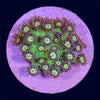 Glitter Bomb Goniopora - B27