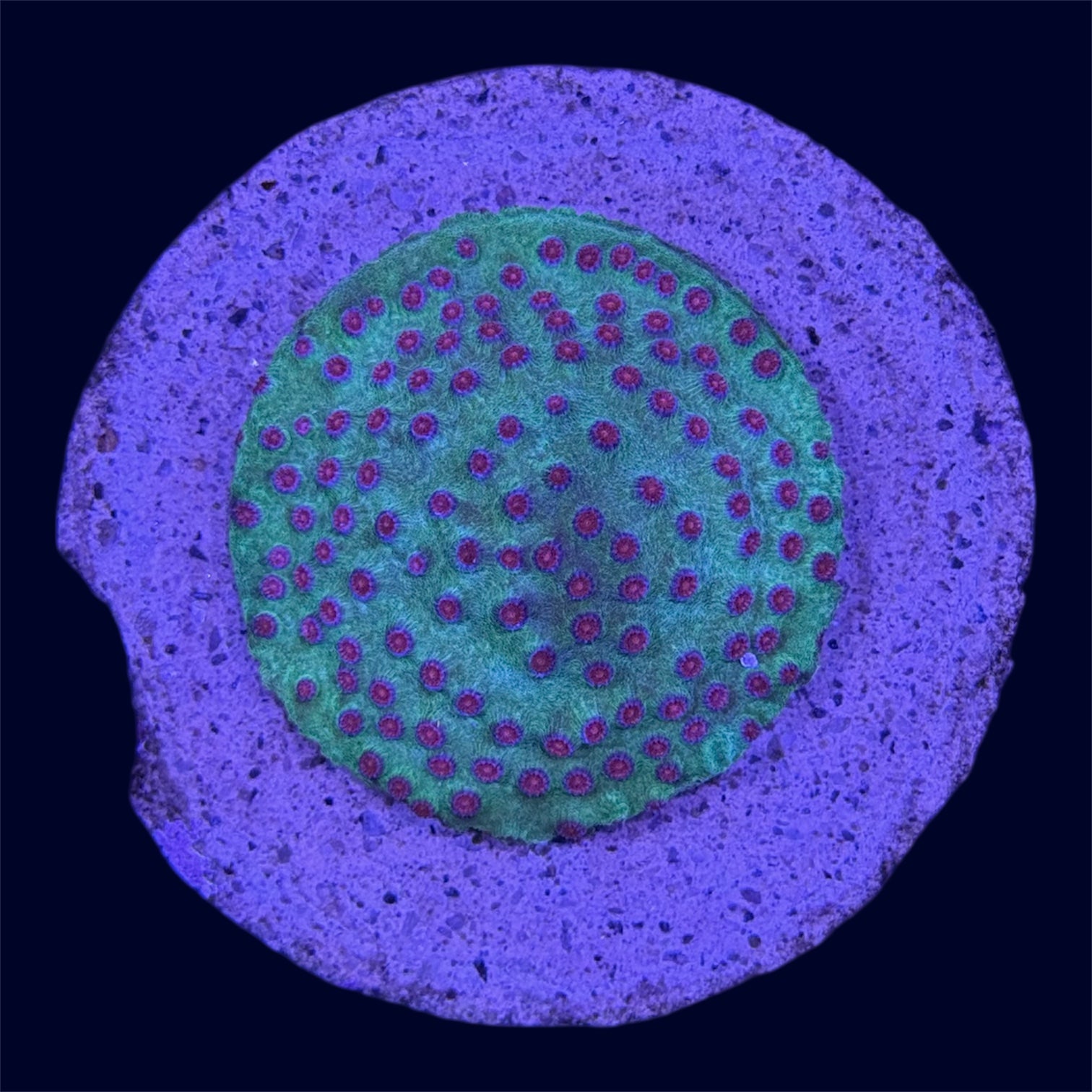 Meteor Shower Cyphastrea - B29