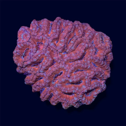 Bright Orange Micromussa Colony - B29