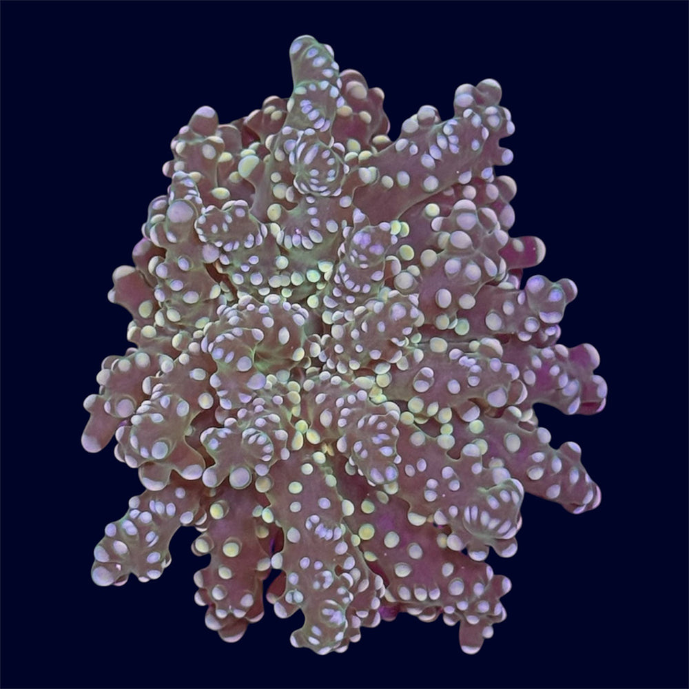 Orange Octospawn Frag - B29