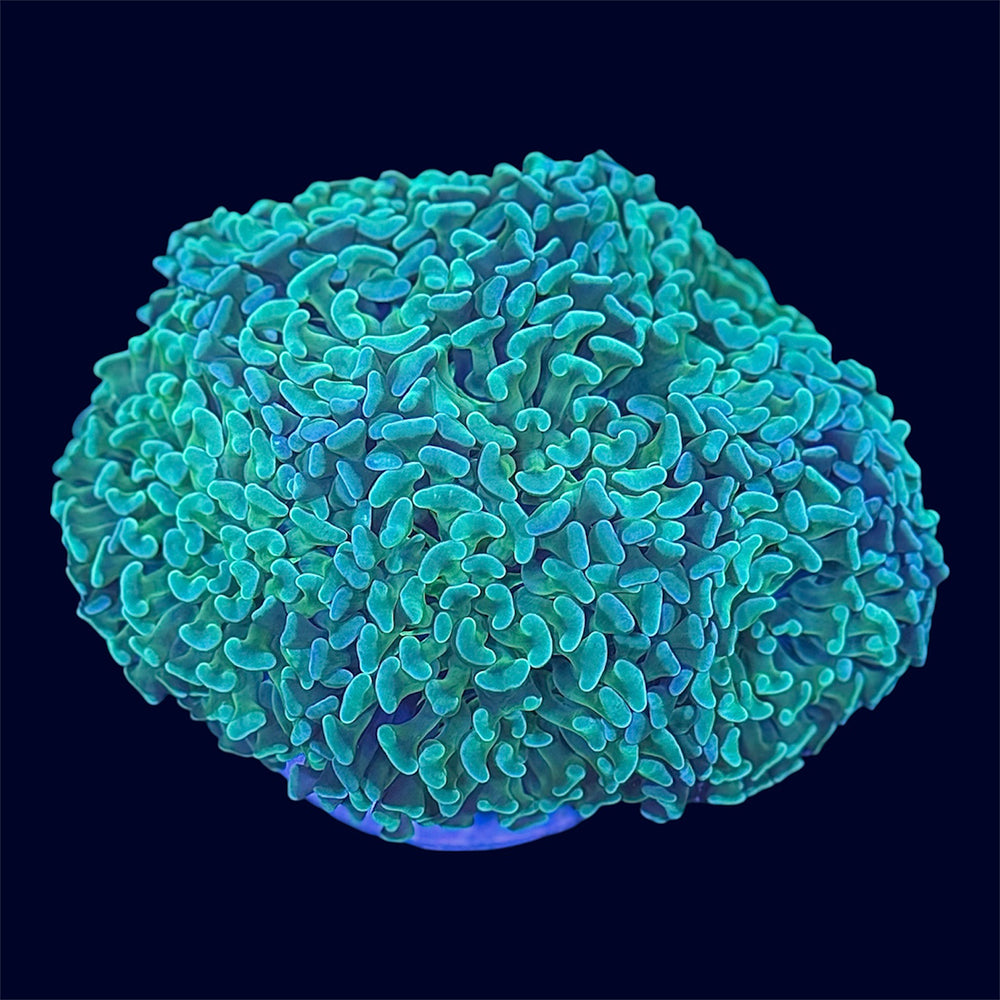 Green Wall Hammer - B30