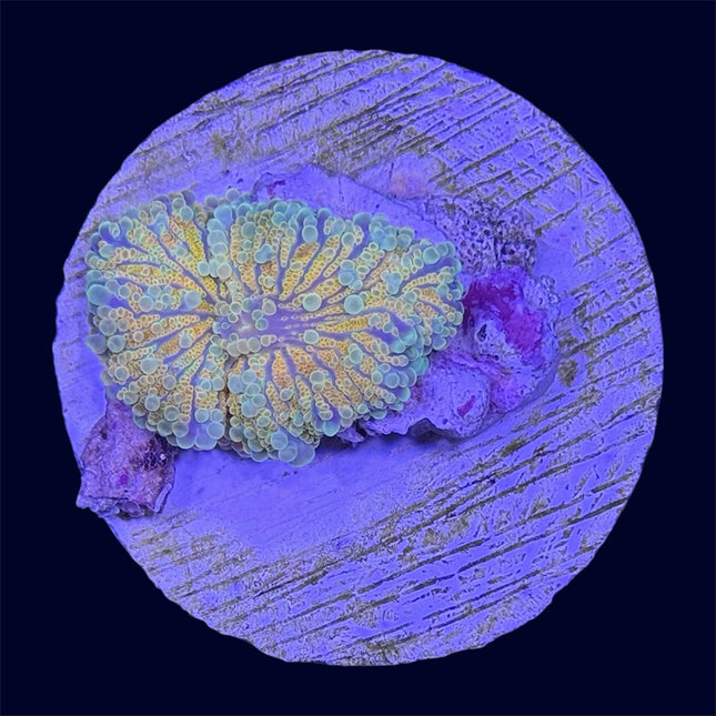 Orange Yuma Ricordea Mushroom - B30