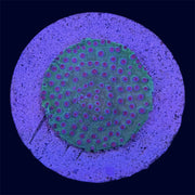 Meteor Shower Cyphastrea - B3