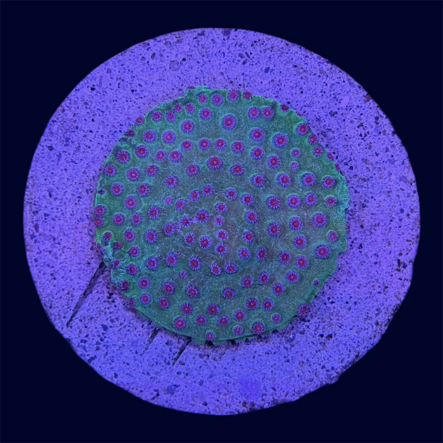 Meteor Shower Cyphastrea - B3