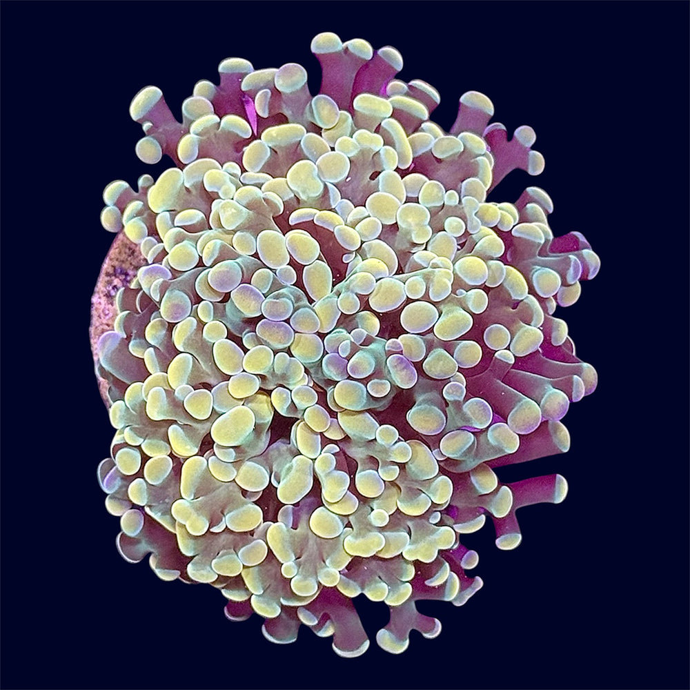 Gold Hammer Frag - B30