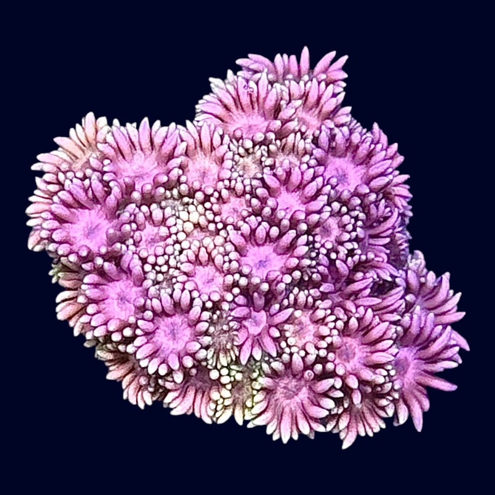 Ultra Goniopora - B30