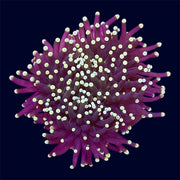 Yellow Tip Torch - B30