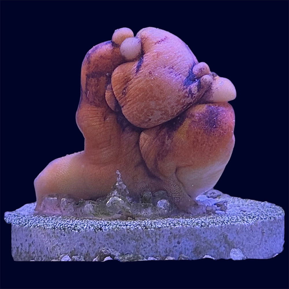 Ink Spot Tunicate - B31 *EXPERT 