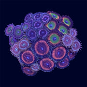 Zoa Combo Frag - B31