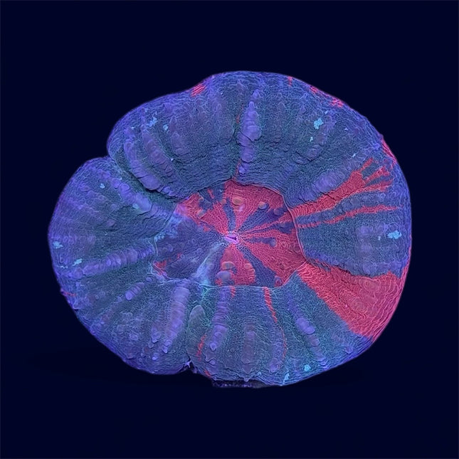 Bleeding Apple Scoly - B3