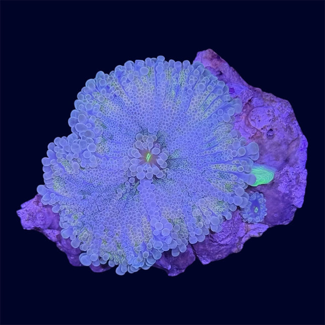 Green Yuma Ricordea Mushroom - B31