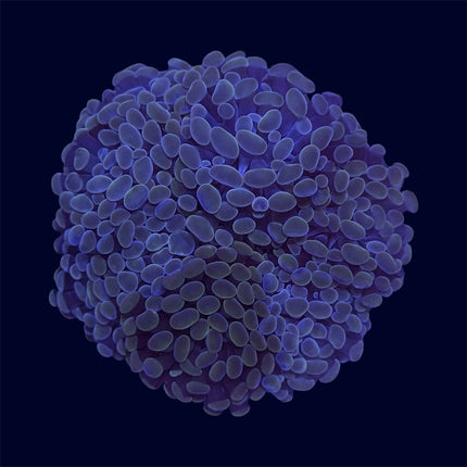 Orange Hammer Frag Rocks - B32