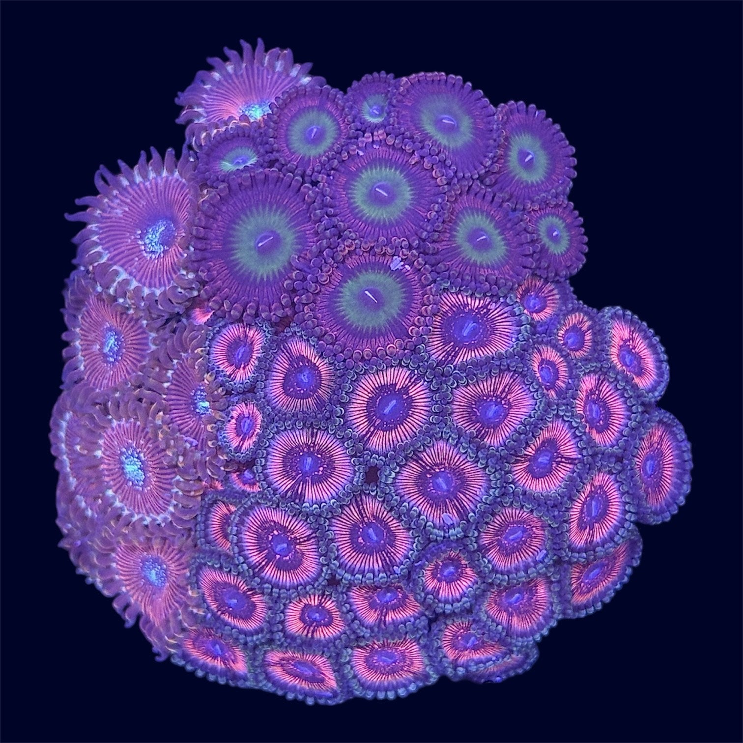 Zoa Combo Frag - B32