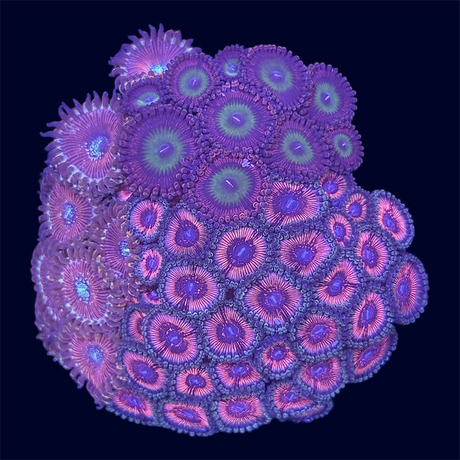 Zoa Combo Frag - B32