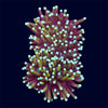 Indo Gold Torch - B32