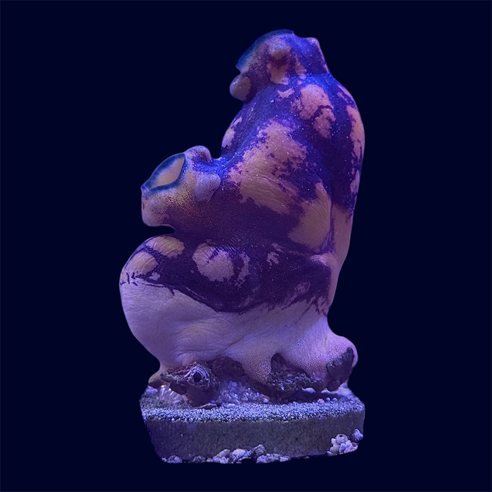 Ink Spot Tunicate - B33