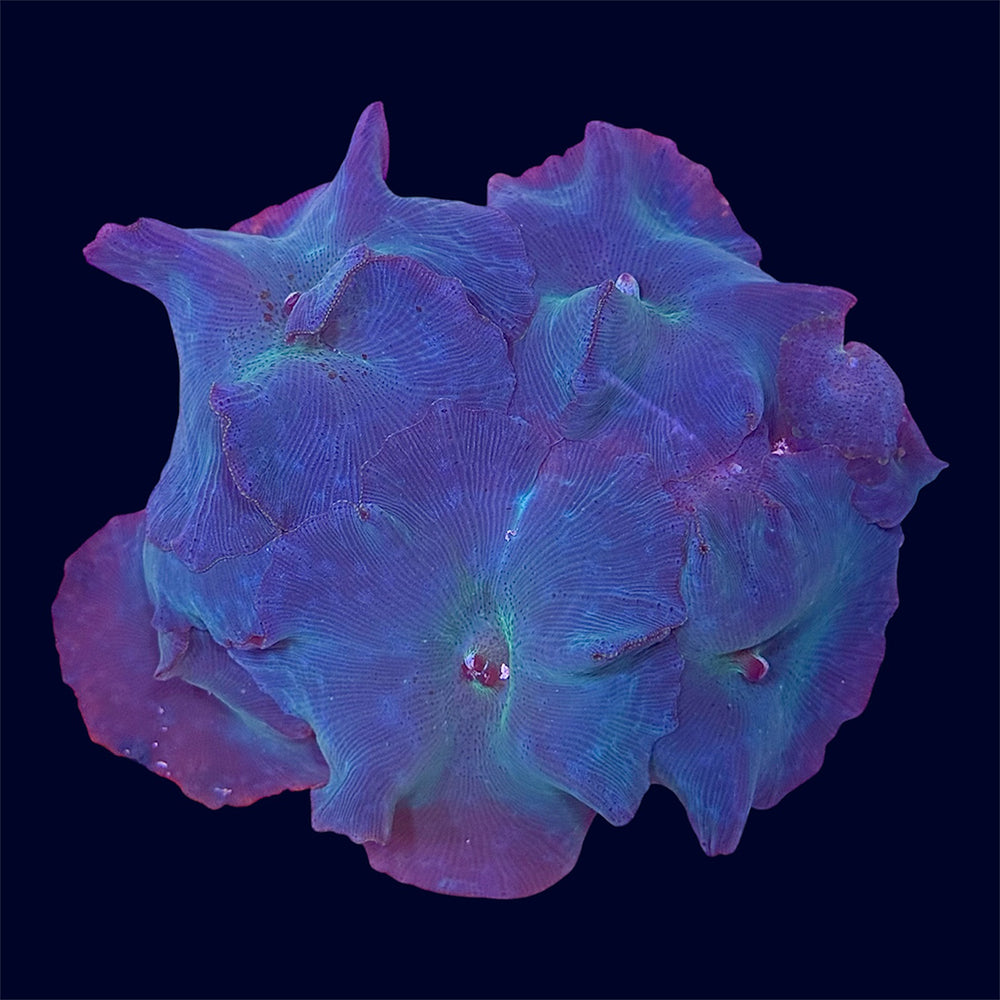 Blue Discosoma Rock - B33