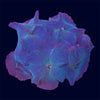 Blue Discosoma Rock - B33