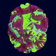 Multicolour Trachy - B33