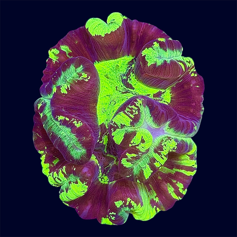 Multicolour Trachy - B33