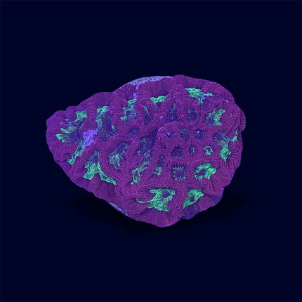 Red/Green Favia - B34