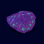 Red/Green Favia - B34