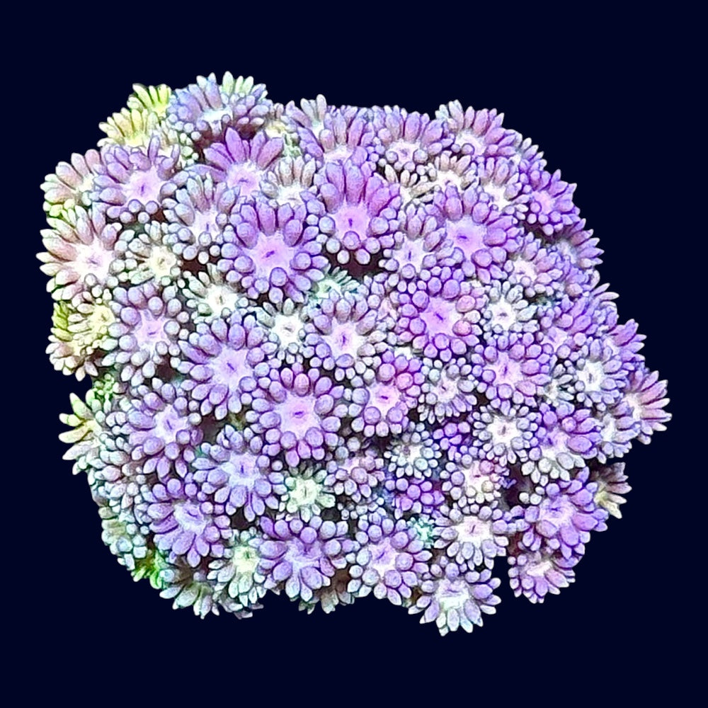 Ultra Goniopora - B34