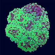 Toxic Splatter Hammer Rock - B34