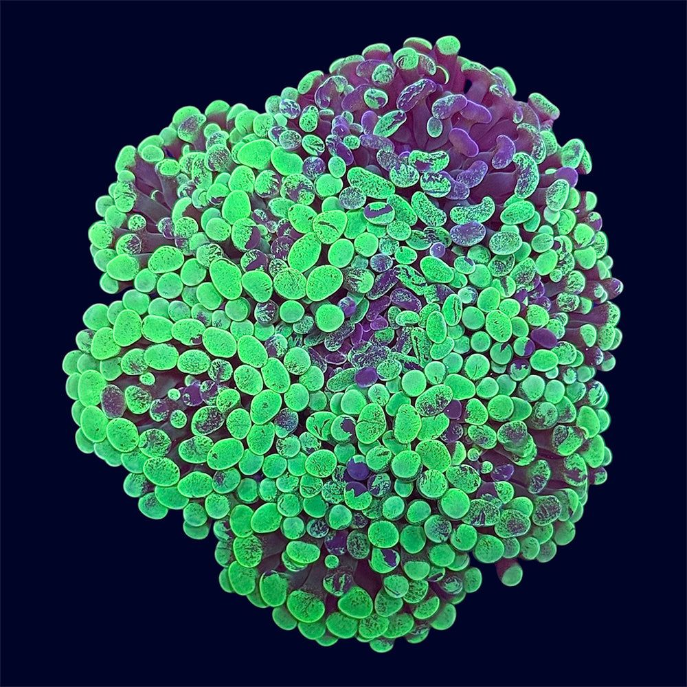 Toxic Splatter Hammer Rock - B34