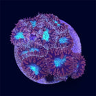 Red/Green Blasto - B35