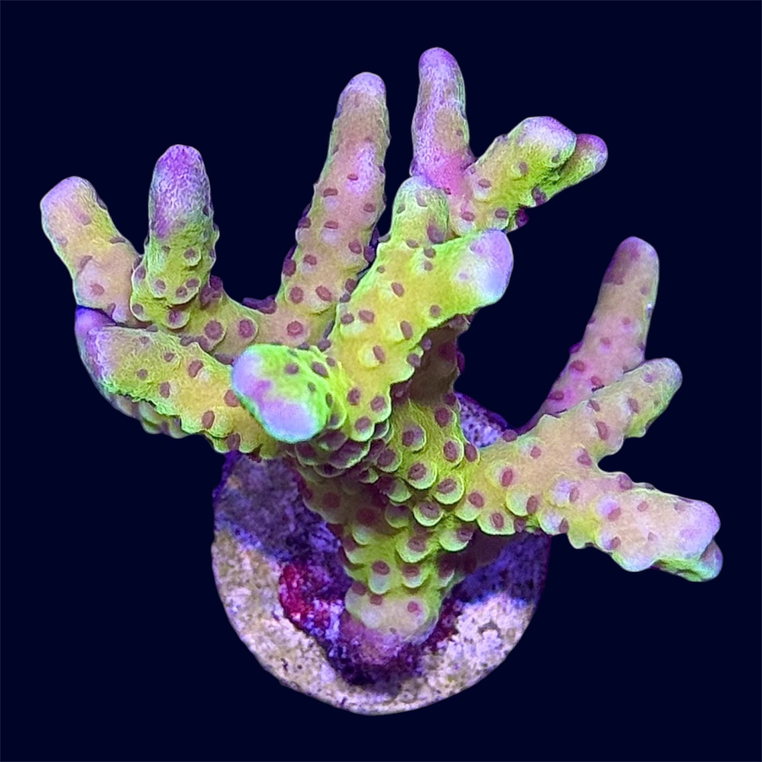 Golden Rod Anacropora Frag - B35