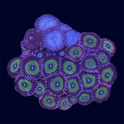 Zoa Combo Frag - B36