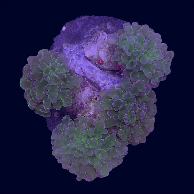 Green Frogspawn Rock - B37