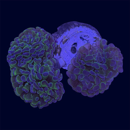 Purple/Green Hammer Frag Rocks - B38