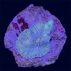 Green Yuma Ricordea Mushroom - B38