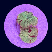 Jawbreaker Mushrooms - B38