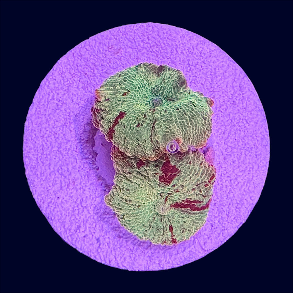 Jawbreaker Mushrooms - B38