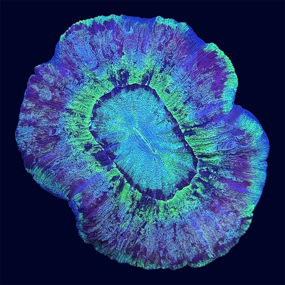 Neon Multicolour Trachy - B39