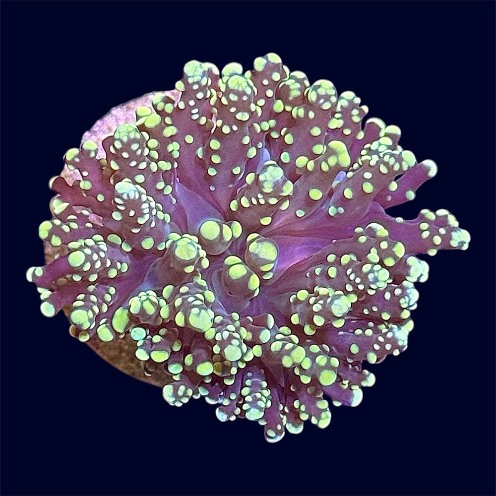Orange Octospawn Frag - B3