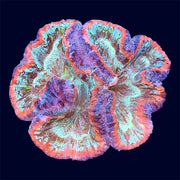 Multicolour Trachy - B3