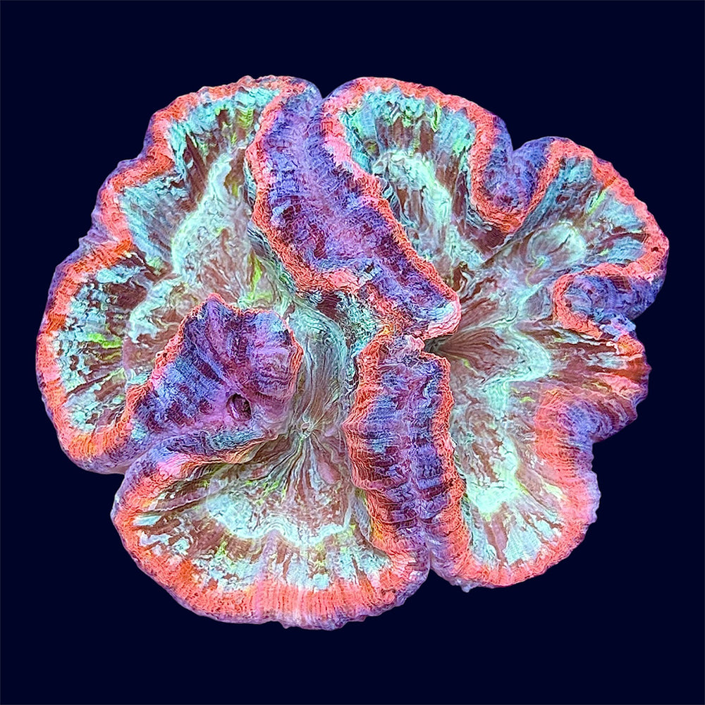 Multicolour Trachy - B3