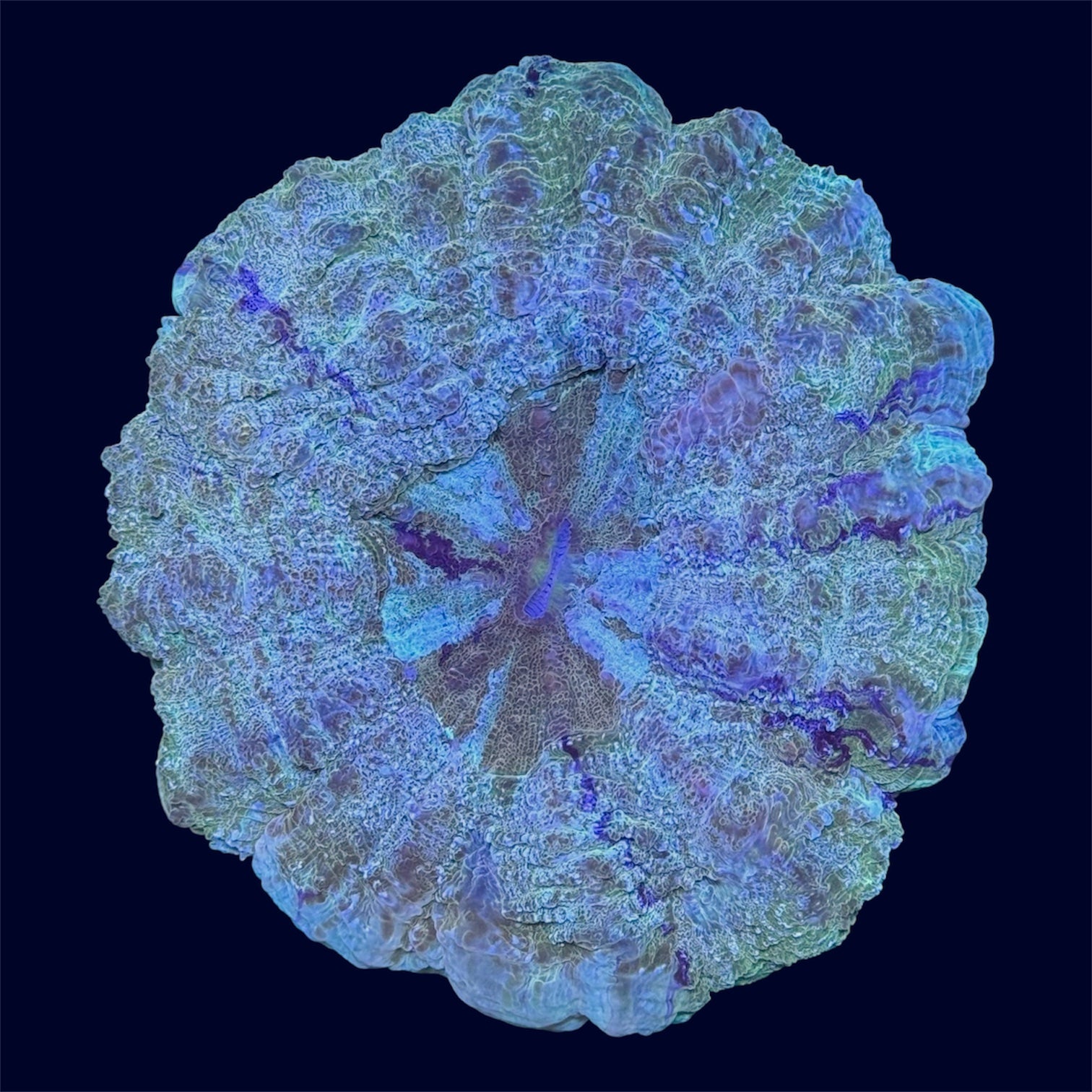 Multicolour Donut - B40