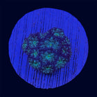 Blastomussa Merleti - B40