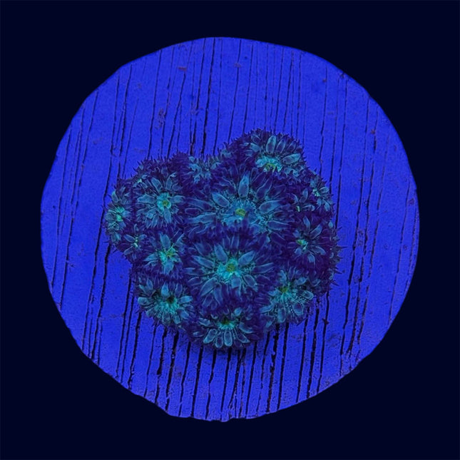 Blastomussa Merleti - B40