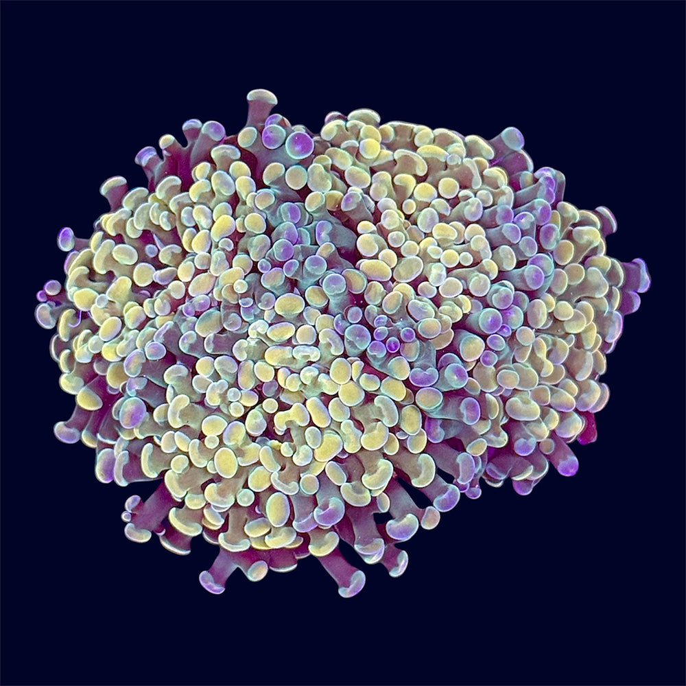 Gold Hammer Frag - B40