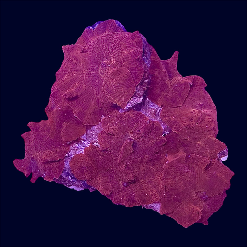 Red Discosoma Rock - B40