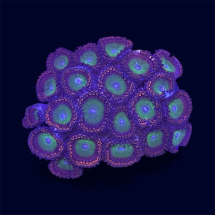 Candy Apple Red Zoa - B41