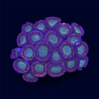 Candy Apple Red Zoa - B41